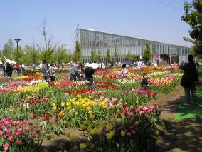 tulip fair 2004