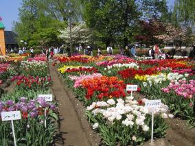 tulip fair 2004